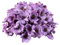 Rikyo 100 Stück künstliche Seidenmohnblumen, Mohnblumen, Anemonen, Blumenköpfe, Herbst, künstliche Mohnblumen, Vasenfüller, Korsagen, für Hochzeitsdekoration, Girlande, Kuchenornamente (lila)