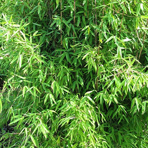 Gartenbambus 'Winter Joy', Höhe 80-100 cm, Topf 10 Liter