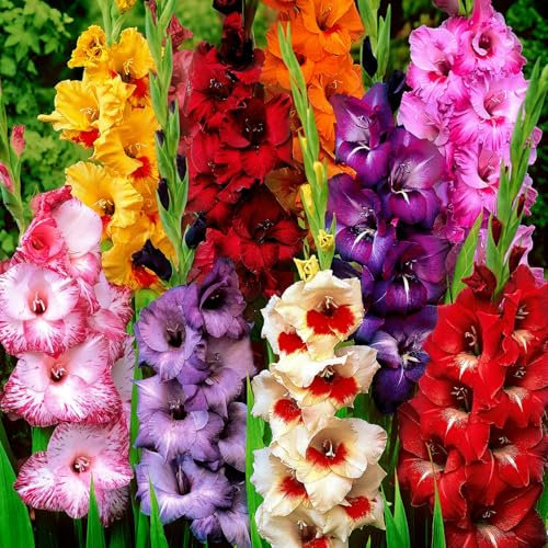 Carbeth Plants - 50 x Gladioli Mixed Summer Bulbs - Multicoloured Gladiolus Sword Lilies Herbaceous Perennials Corms - Easy to Grow Pollinator Friendly - Grow in Beds, Borders and Patio Pots