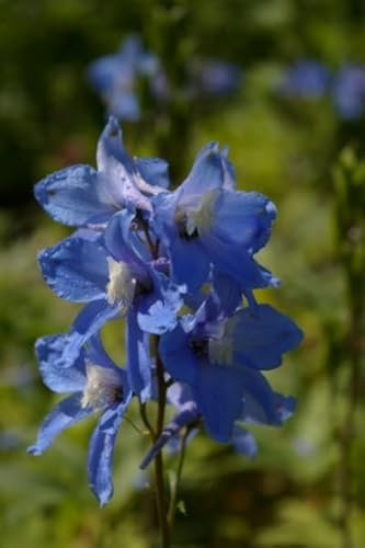Rittersporn Berghimmel - Delphinium cultorum Berghimmel Verpackungseinheit 1
