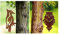 Dekoleidenschaft 2 Baumstecker Specht & Eule aus Schmiedeeisen in Rost-Optik, Gartendeko, Metall-Sticker, Gartenstecker, Zaunstecker Vogel, Dekostecker, Gartendeko für Draußen
