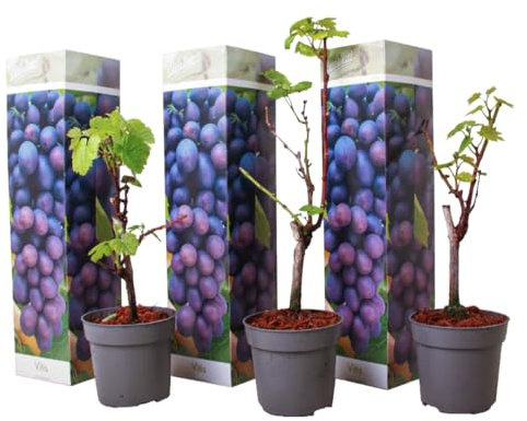 Plant in a Box - Piante di uva - Set di 3 - Vitis Vinifera - Uva Blu - Duro - Vaso 9cm - Altezza 25-40cm