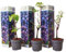 Plant in a Box - Piante di uva - Set di 3 - Vitis Vinifera - Uva Blu - Duro - Vaso 9cm - Altezza 25-40cm