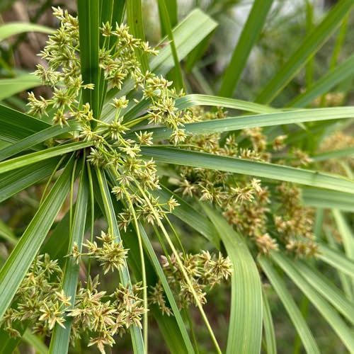 50 Pcs Zyperngras Zimmerpflanze Samen - Ziergras Samen, Immergrüne Winterharte Sträucher, Hängepflanze Zyperngras Deko Samen, Geschenke Für Gärtner, Gartendeko Für Draußen Deko Wohnzimmer,