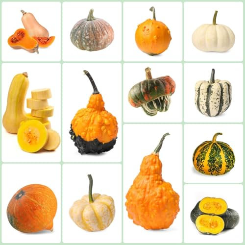 semi di zucca biologici, semi di zucca Piantare semi di ortaggi semi di zucca ornamentali semi di erbe piante esotiche bonsai vegetali orto da balcone aiuola rialzata semi di piante 200pcs