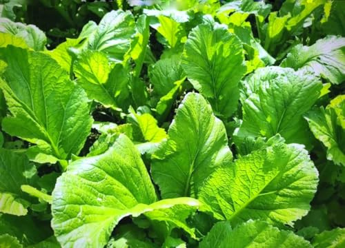 250PCS Florida Broadleaf Mustard Seeds Non-GMO Heirloom Seeds