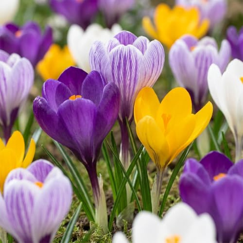 GreenboutiQ - Blumenzwiebeln - Allium Zwiebeln Miami - Bulbs Hardy Perennial - Farbe Lila - 15 Stück - Zwiebelgröße 10/11 - XXL Pack
