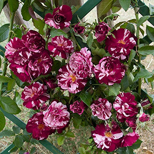 New Imagine®, rosa rampicante in vaso di Rose Barni®, pianta rifiorente Treillage® profumata con fiori a mazzetto di colore viola porpora e bianco, altezza raggiunta fino a 3,5 metri, Cod. 20065