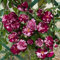 New Imagine®, rosa rampicante in vaso di Rose Barni®, pianta rifiorente Treillage® profumata con fiori a mazzetto di colore viola porpora e bianco, altezza raggiunta fino a 3,5 metri, Cod. 20065