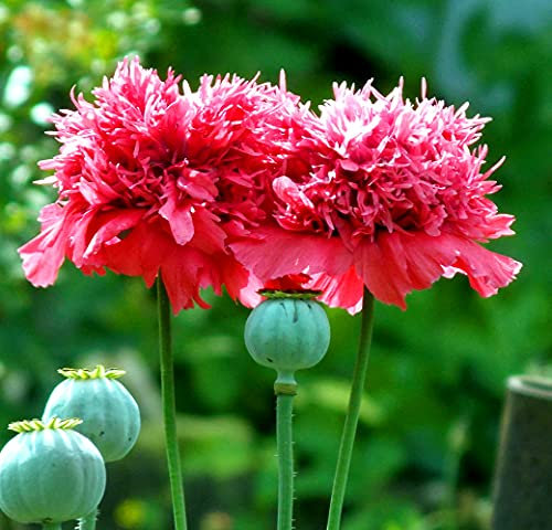 Roter Mohn Crimson Feathers - 100 Samen