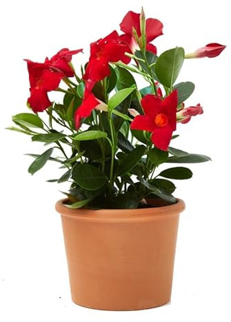 Dipladenia Natural Planta de Exterior con Grandes Flores de Color ROJO