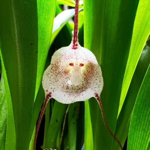 20 pcs Affengesicht orchidee - Dracula simia gartendeko für draußen, Affengesicht Orchidee Samen Hochbeet Samen Geschenke Für Pflanzenliebhaber blumen garten, steingarten pflanzen