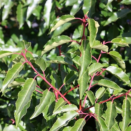 Plant Theory Portugese Laurel Prunus Lusitanica Shrub Plant 2L Pot