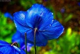 New Mohn, Himalaya, BLUE meconopsis, seltener Stauden Blume, 50 + Samen!