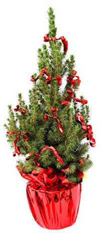 Geschmückter Weihnachtsbaum Zuckerhutfichte Picea glauca 'Conica' im Topf gewachsen (Manschette + Kräuselband rot 40-50cm)