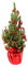 Geschmückter Weihnachtsbaum Zuckerhutfichte Picea glauca 'Conica' im Topf gewachsen (Manschette + Kräuselband rot 40-50cm)