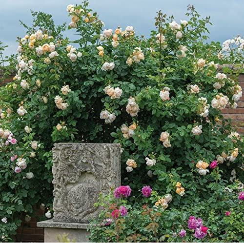 Wollerton Old Hall- 5.5lt Potted David Austin Roses English Climbing Garden Rose - Beautiful & Abundant displays of Large, Cream/Pale Apricot, Highly Fragrant Blooms