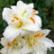 Giglio bulbi/giglio bulbi asiatico/lilium bulbi giganti-Perenni resistenti,Terrazza, balcone, giardino -B-4 bulbi