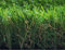 Hochwertige Kunstrasen Rasenteppich Duke für Garten - 200x200 cm - Florhöhe 40 mm - UV-Garantie 7 Jahre (DIN 53387) - Gewicht ca. 1589 gr/m²