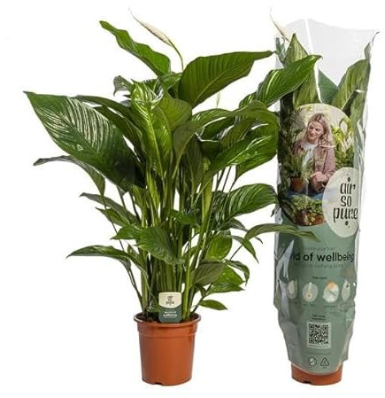 Spathiphyllum 'Sweet Lauretta' (Einblatt) – ca. 100 cm – Pflegeleichte, luftreinigende Zimmerpflanze mit weißen Blüten