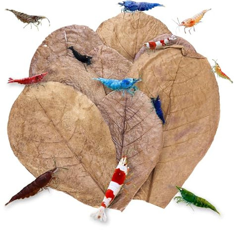 Garnelio Seemandelbaumblätter/Catappa Blätter - medium - 10 Stk PREMIUMBLÄTTER! TOPQUALITÄT!