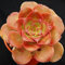 UEYR 10pcs / Bolsa Aeonium Davidbramwellii semilla suculento de semilla de una semilla Rose semilla de la semilla de Acutifolia follaje