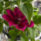 5 pcs Clematis Zwiebeln blumen pflanzen Clematis Winterhart Mehrjährig Zwiebeln exotische pflanzen kübelpflanzen nachhaltige geschenke winterharte stauden dauerblüher geschenk garten