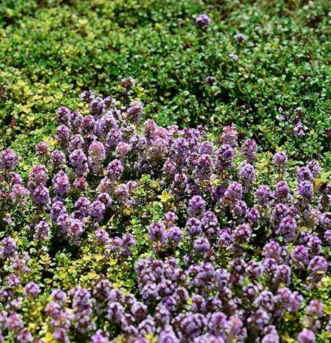 Echter Zitronen Thymian Rasta - Thymus citriodorus - lebende Gartenpflanze aus den Baumschulen