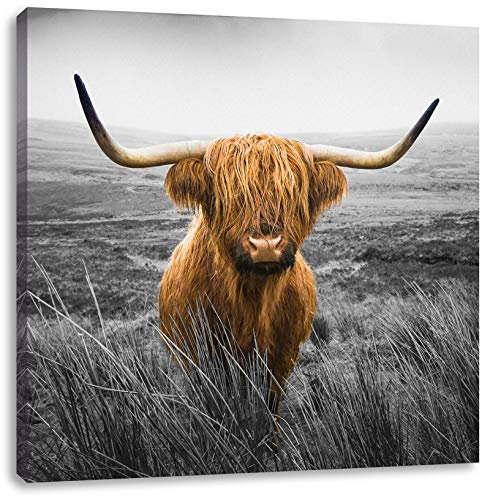 Pixxprint Highland Rind mit großen Hörnern Steppe B&W Detail, Größe: 40x40 cm, Leinwandbild Quadratisch, Wandbild, Kunstdruck, fertig bespannt
