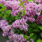 Zwergflieder Palibin - Syringa meyeri 0,5 Liter Gartenpflanze