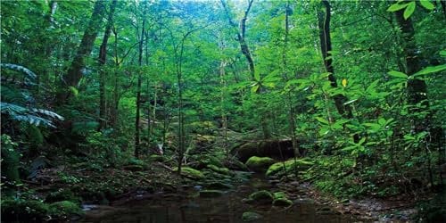 MIRRORANG 120x46cm Deep Forest Terrarium Background Tropical Plants Water Lake Aquarium Background Rainforest Reptile Habitat Background Durable Vinyl Background