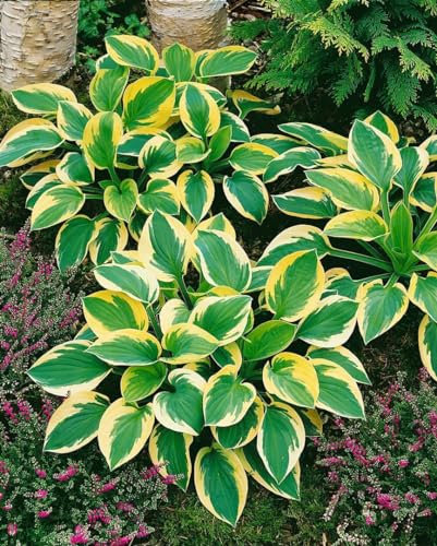 Hosta tokudama 'Brim Cup' ca. 11x11 cm Topf - Funkie, grün-gelbe Blätter, ideal für schattige Standorte, pflegeleicht, winterhart