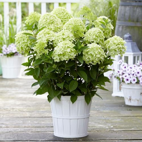 Rispenhortensie 'Whitelight'®, Höhe 40-60 cm, Topf 5 Liter