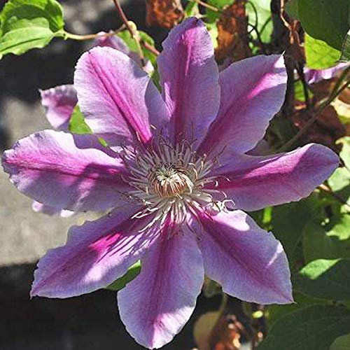 Clematis 'Doctor Ruppel' - Waldrebe 50-60 cm Pflanzcontainer