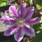 Clematis 'Doctor Ruppel' - Waldrebe 50-60 cm Pflanzcontainer