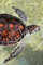 Zariocy 5D Diamond Painting Zubehör Schildkröte, DIY Diamant Painting Malerei Bilder Tier Malerei Crystal Strass Stickerei für Haus, Wand Dekorationen 30×40cm
