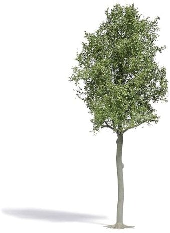 3797 Waldlinde 170 mm H0