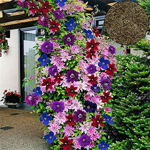 Saterkali Clematis-Samen, 100 Stück/Beutel Clematis-Samen, gesund, einfach zu pflanzen, DIY-Haus, dekorative Pflanzen, Samen für Zuhause Gemischte Farbe Clematis-Samen