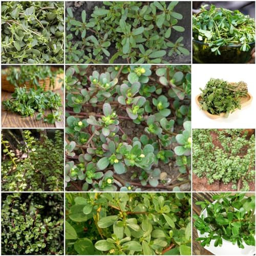 120 pcs portulak samen winterhart bio - blumensamen bodendecker winterhart,Portulaca oleracea, kräutersamen flower indoor kräutergarten bienen wiese kräuterlinge bienenweide