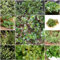 120 pcs portulak samen winterhart bio - blumensamen bodendecker winterhart,Portulaca oleracea, kräutersamen flower indoor kräutergarten bienen wiese kräuterlinge bienenweide