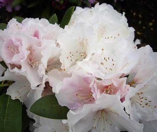 Rhododendron yakushimanum 'Schneekrone' Japanische Azalee 30-40 cm winterhart Freilandaufzucht weiß