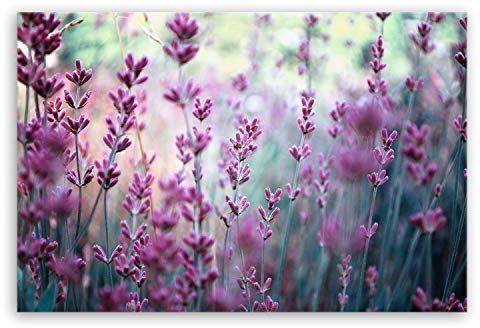 ge Bildet Bild auf Leinwand | Lavendelblüten Feld - Blumen Violett Lavendel Natur in 30x20 cm als Wandbild | Wand-deko Dekoration Wohnung modern Bilder | 2207