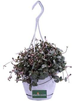 Pianta di Ceropegia Woodii Collana di Cuori pianta ornamentale da interno Pianta vera da arreedo venduta da eGarden.store (Vaso 14 cm)