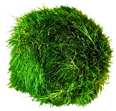 Marimo Moss Balls Aquarium Aquatic Plant Easy Betta Cherry Shrimp Java (1)