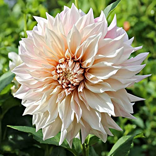 schone 1 x Dahlia Decorative Dinnerplate – Adds a Bright Splash of Colour – Summer Flowering Bulb – Perennials – for Your Beautiful Garden (1 x Dahlia Decorative Dinnerplate Café au Lait)