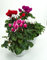 Alpenveilchen Cyclamen persicum
