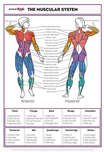 Sportaxis Trainingsposter für Zuhause, Muskeldiagramm, 1 Stück 18 X 27
