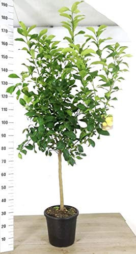 POWERS TO FLOWERS - LIMONE ALBERELLO XXL, pianta vera