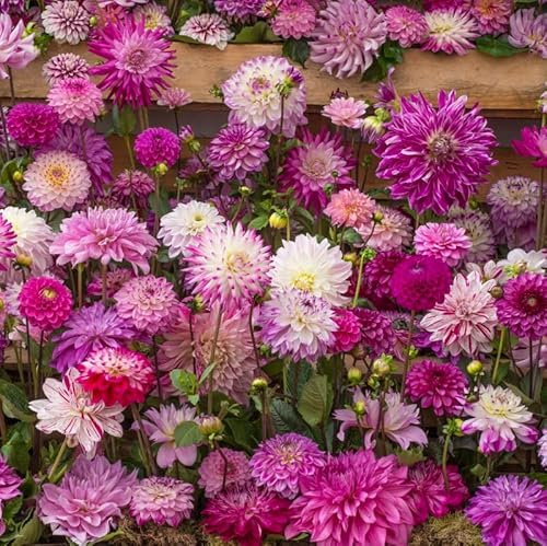 Cerise Dahlien Mischung | 9 Stück | Blumenzwiebel | Knolle | Schnittblume | Topfpflanze | Geeignet für Kübel | Gemischt | Großpackung | 100% Blütegarantie | QFB Gardening