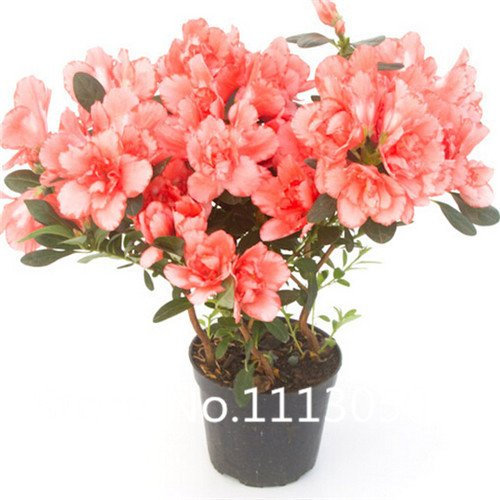 Verkauf! 200pcs 10 Arten Bonsai Rhododendron simsii Seeds 100% echte Bio-Blooming-Blumensamen Gartenpflanze